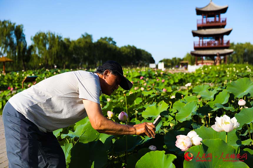 盛開的並蒂蓮引得游人紛紛拍照。人民網 楊華龍攝