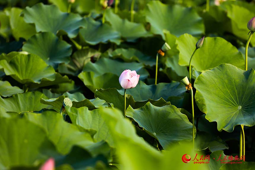 粉霞（荷花品種）即將綻放。人民網 楊華龍攝