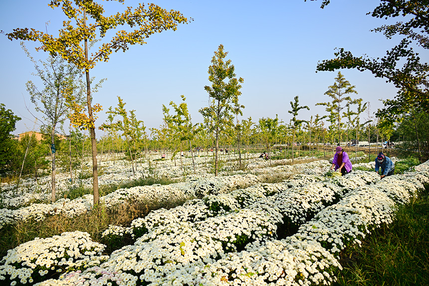 雄安郊野公园发展林下经济，这里的北京白菊已进入收获季节。胡忠摄