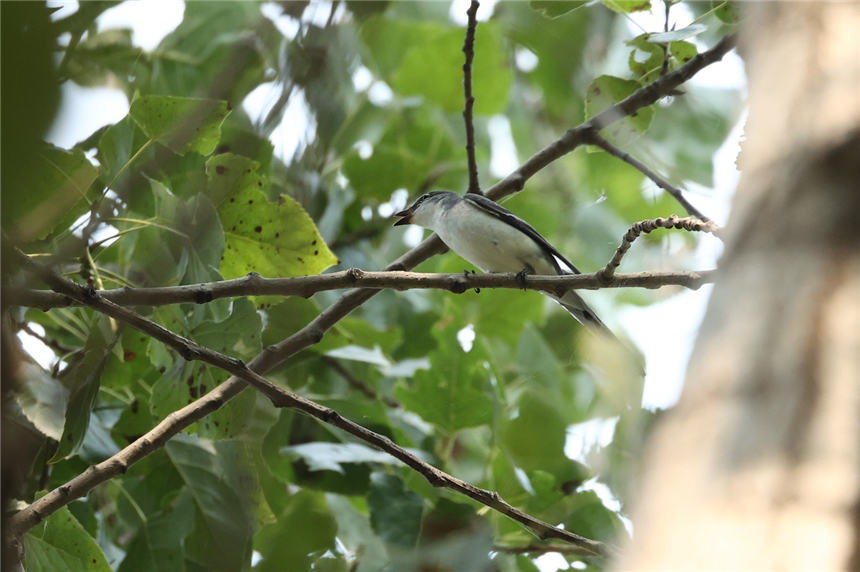 灰山椒鳥