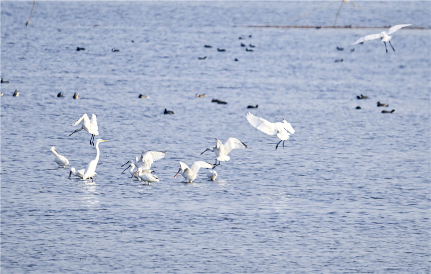 白琵鷺在白洋澱棲息。張學農攝