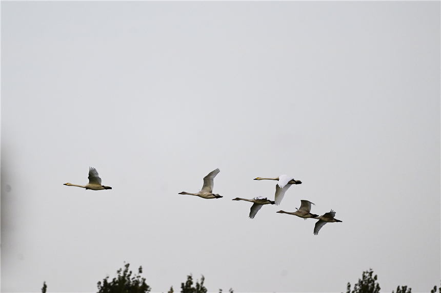 成群天鹅在白洋淀上空飞过。张学农摄