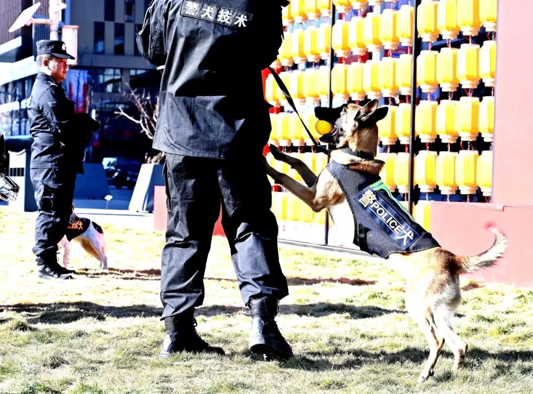 活动现场警犬互动区，警犬展示搜爆、服从、扑咬等技能。雄安新区公安局供图
