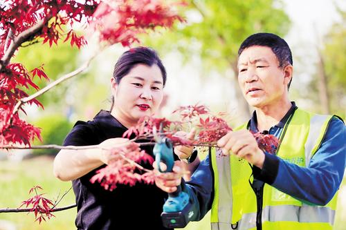4月19日，雄安集團生態建設投資有限公司副總經理、園林事業部部長武芳芳（左）在雄安新區悅容公園指導園林工人為樹木進行剪枝。