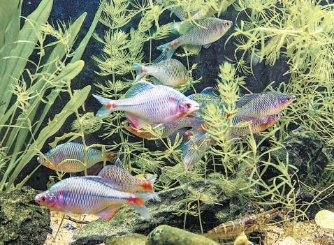 闊別多年的中華鳑鲏魚回歸白洋澱。