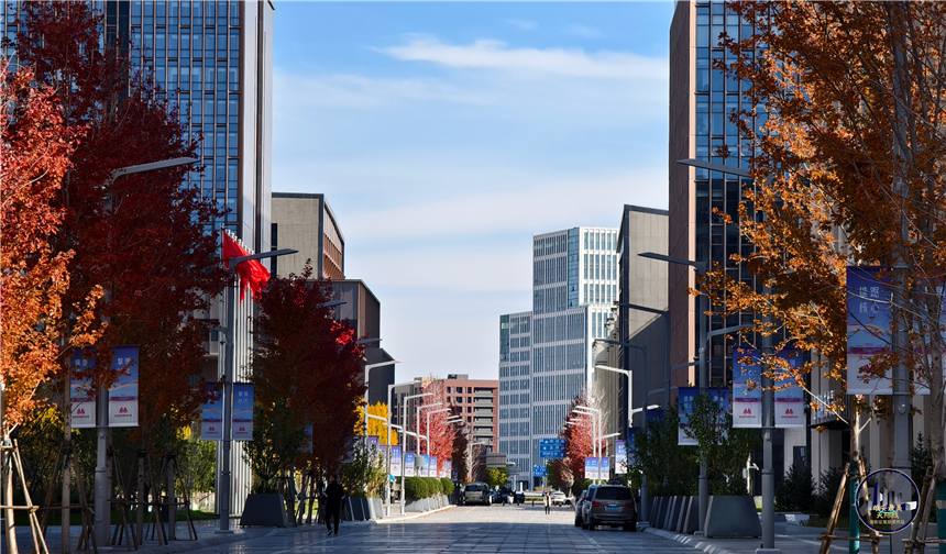 深秋•容东。杨昕宇摄