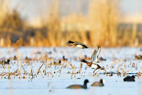 3月9日，一對青頭潛鴨在白洋澱翩翩起飛。本報記者 劉光昱攝