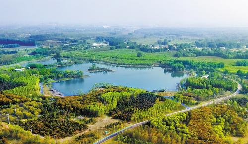 4月17日拍攝的雄安新區千年秀林。本報記者 劉光昱攝