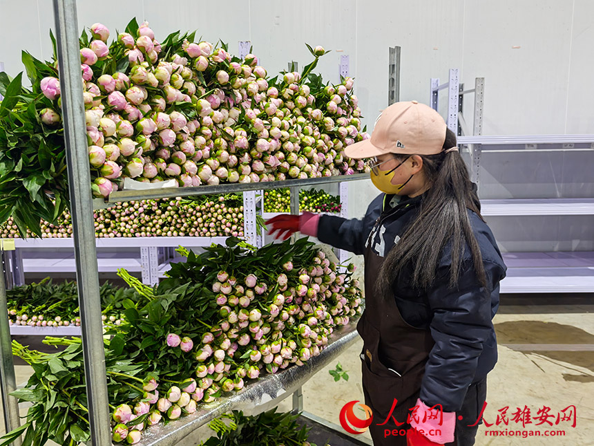 採摘下來的芍藥花。人民網記者 王紅攝