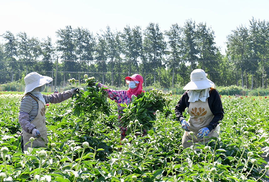雄安新區雄縣國家現代農業產業園內的芍藥基地裡，員工正在採摘芍藥。韓冰攝