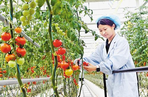 6月24日，雄安智慧農業科技園內，工作人員正在高標准數字化玻璃溫室中採摘番茄。 本報記者 劉光昱攝
