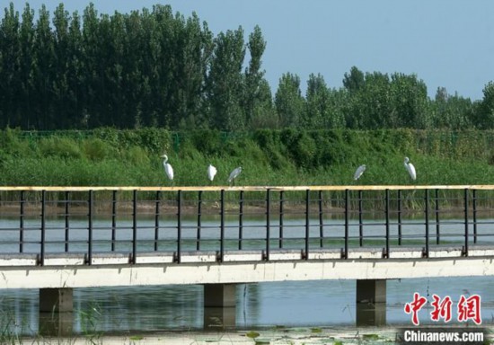 圖為8月26日，初秋的孝義河河口濕地水草豐茂、天藍水碧，蒼鷺、戴勝、白鹡鸰等多種鳥類在此捕食、嬉戲，這裡儼然化身為一座“鳥類天堂”。 <a target='_blank'  data-cke-saved-href='http://www.chinanews.com/' href='http://www.chinanews.com/'><p  align=